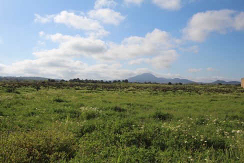 Terreno rustico Felanitx