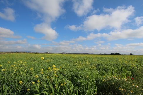 View plot Felanitx